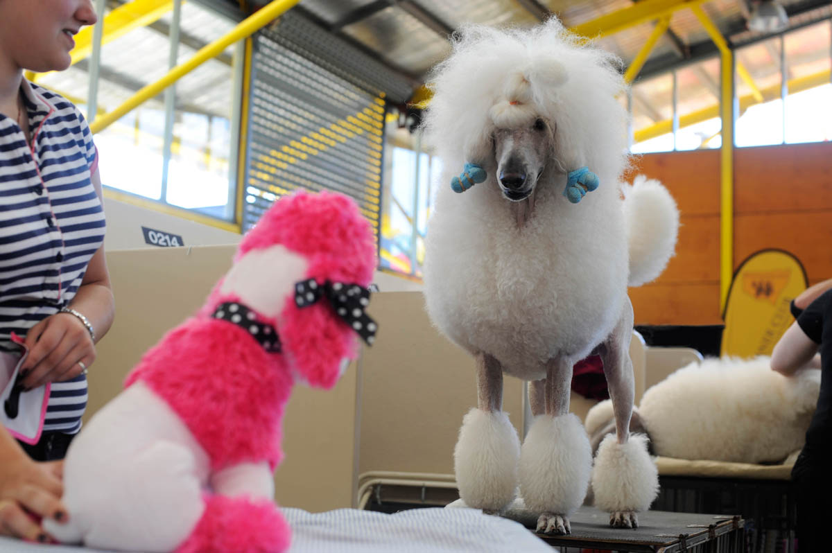 Toy Poodle and Poodle face off