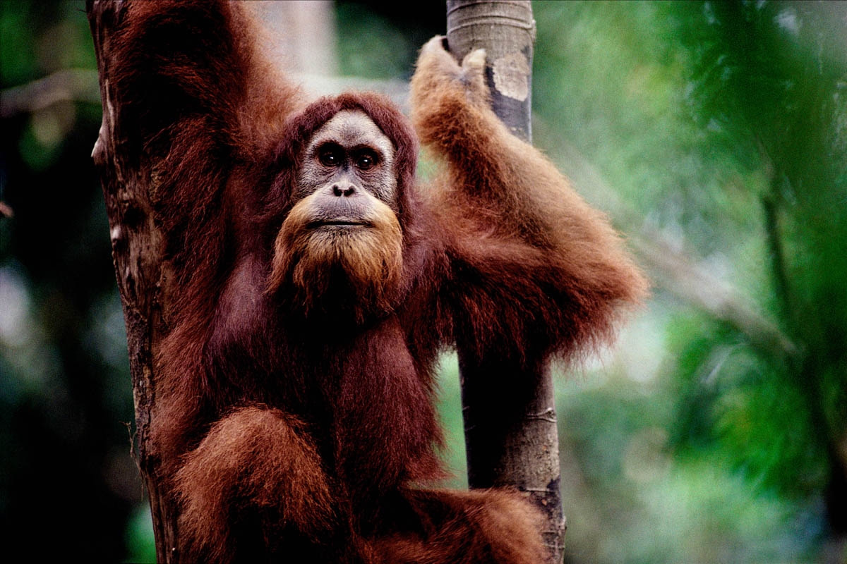 Sumatran Orangutan for Garuda, Indonesia