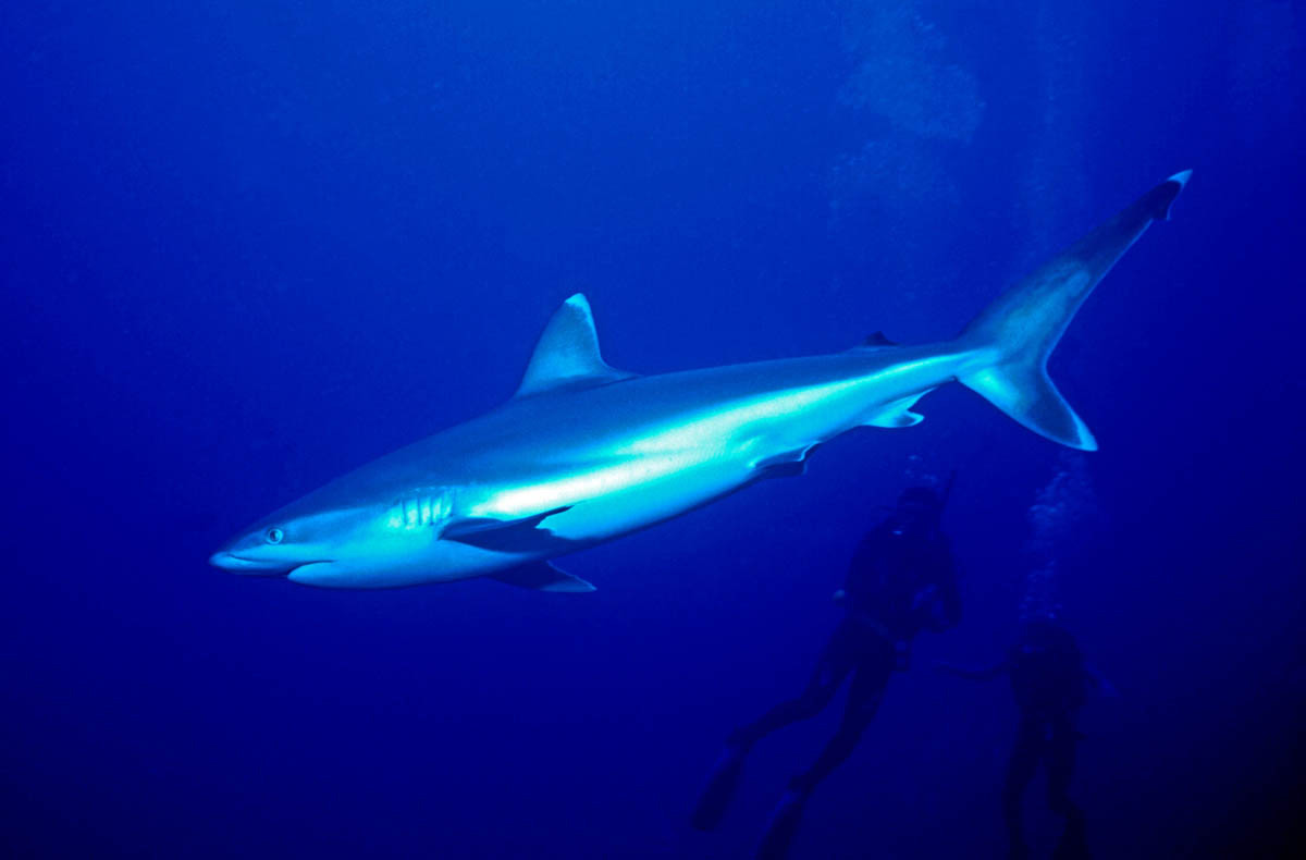 Silver Tip Reef Shark. Kavieng, Papua New Guinea.