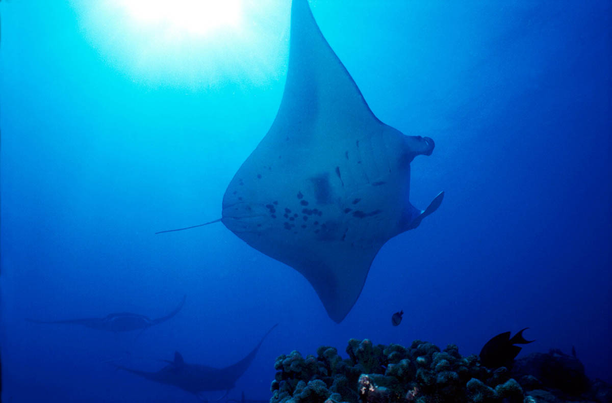 Manta rays, Yap lagoon, Micronesia